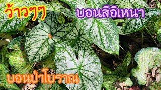 เข้าป่าตามหาบอนสี บอนป่าโทนสีเขียว มาดูว่ามีสายพันธุ์อะไรมั่ง?