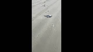 Dead Laughing Gulls on the beach. 062021