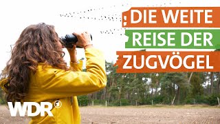 Warum viele Vögel in den Süden ziehen | neuneinhalb – Deine Reporter | WDR