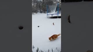 A ginger fluffy cat takes a walk in the snow. #cute #animals #catlover #cat #snow #Kosha #fluffy