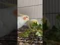 Happy cockatiels enjoying coriander #tamed #birds #handtame #pets #handfeed #lutinocockatiel