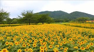 【絶景】台風にも負けず…ヒマワリ60万本、一面に輝く黄色の絨毯　宮城・加美町(2022年8月18日)