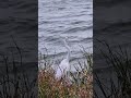 great white egret at the lake side whitebird waterbird