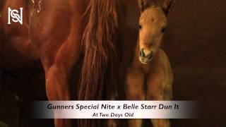 New Foal by Gunners Special Nite and out of Belle Starr Dun It