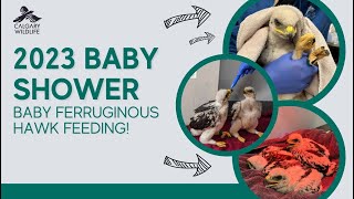 A baby shower for an endangered species, the ferruginous hawk