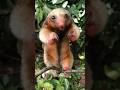 Cute But Dangerous | Meet The World's Tiniest Anteater 😱 #shorts