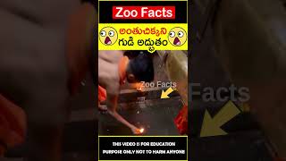 😱అంతుచిక్కని😱 mystery beyond the pooja in temple #amazingfacts #zoofacts #shorts