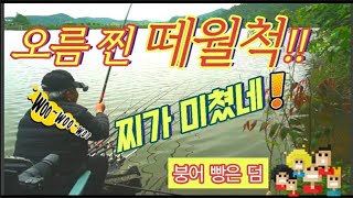 싹쓸이/찌를 자빠뜨리고 붕어들 미쳤다