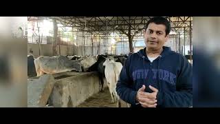 Save Cows and Calves in Shri Vrindavan Dham - Goseva Opportunity for all Vaishnavs