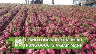 Thanh Long khó xuất khẩu Trung Quốc, giá giảm mạnh người trồng khóc ròng | VTC16