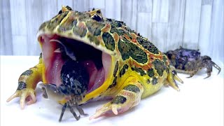 All-you-can-eat crab on New Year's Day! [horned frog]