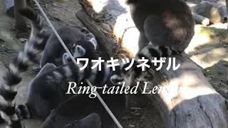 マダガスカルの住人ワオキツネザル(Ring-tailed Lemur)