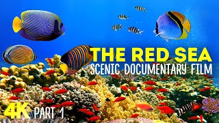 The Red Sea - Incredible Underwater World - 4K Scenic Documentary with Narration - Part 1
