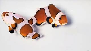 Orange Storm Clownfish WYSIWYG Captive-bred Pair at Pacific East Aquaculture