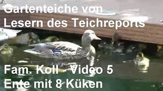 Gartenteich der Familie Koll [Video 5] - Ente am Teich mit acht Entenküken