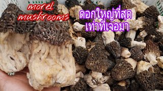 เก็บเห็ดมอแร่วอีกแล้วเห็ดแพงในอเมริกา ดอกใหญ่ยักษ์( Picking giant Morel Mushrooms) 6/17/19.CA, USA