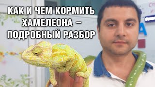 Хамелеон Йеменский — Кормление в домашних условиях, сколько и что едят