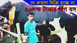 ৪০ মণ ওজনের সেরা বিগ বস গাবতলী হাটে ক্রেতার অপেক্ষায়/cow price in guptoli haat