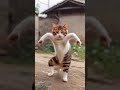 Kucing Gymbal Asik Joget...