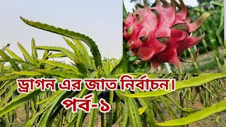 লাভজনক ড্রাগন এর জাত চিনুন।