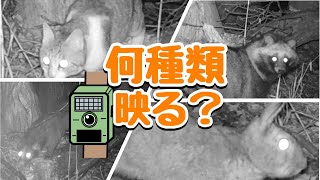 【トレイルカメラ】森の中の倒木に１ヶ月カメラを仕掛けると？何種類の動物が映るのか。