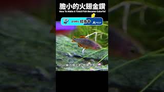 【最有成就感】買時醜到整隻發白，養成後卻是最美的魚！How to make a Galaxy Rasbora Beautiful? #shorts