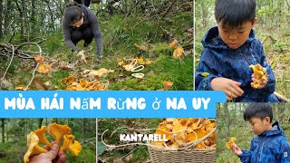 973🇧🇻 Trúng ngay khu rừng mọc đầy nấm mồng gà vàng [ Kantarell ]