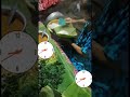 SARAPAN PAGI NASI PECEL MASIH ASLI SEPERTI JAMAN DULU PAKAI DAUN JATI BUNGKUSNYA Guys