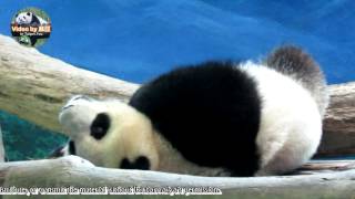 20150527圓圓與圓仔之大小女神睡姿 The Giant Panda Yuan Yuan and Yuan Zai