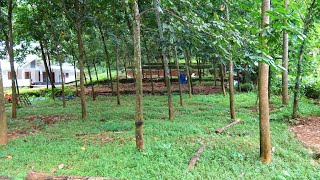 67.500 cents residential land at Pandappilly | Muvattupuzha | Kerala.