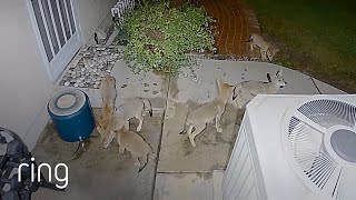 Late Night Coyote Party in Man’s Backyard | RingTV