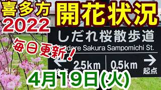 喜多方 しだれ桜 開花 2022.4.19