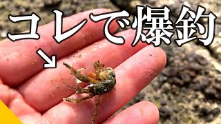 【無限】エサを現地調達して0円フィッシング！#fishing #穴釣り