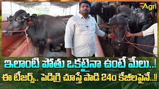 Bull Calf Farming | ఇలాంటి పోతు ఒకటైనా ఉంటే మేలు..! ఈ టీజర్స్.. పెడిగ్రి చూస్తే... Tone Agri