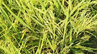 Bumper harvest of paddy in satkhira in 2020