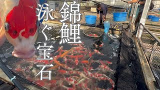 大放出！錦鯉販売#koifish #koifish