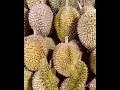 are you eating durian durian mon thong sau rieng oyekak dulian.subscribe like comment u0026 share.