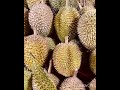 are you eating durian durian mon thong sau rieng oyekak dulian.subscribe like comment u0026 share.