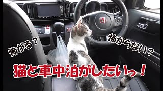 猫と一緒に車中泊したいっ！