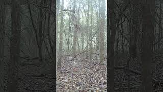 Campark TC22 really meet everything I need for trail camera