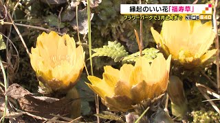 フラワーパークで　縁起のいい花「福寿草」の花咲く（静岡県）