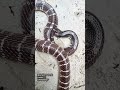 बहुत ही सुंदर लेकिन बेहद जहरीला कॉमन करैत सांप 😱 deadly common krait snake deadly krait snake