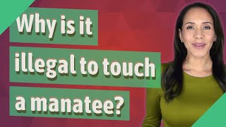 Why is it illegal to touch a manatee?