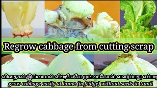 how to grow cabbage at home/grow cabbage without seeds/grow cabbage from scrap/grow cabbage in tamil