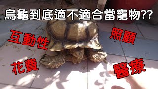 互動性!!花費!!照顧!!烏龜是好寵物???【九桃分享養爬蟲-《Reptiles》】