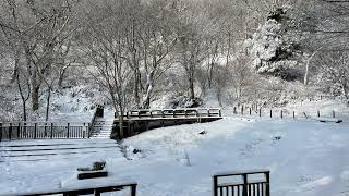 2022年1月13日 雪のちはや園地