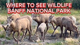 Discovered Deer, Bighorn and Elk Eating Grass in Banff National Park