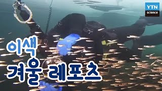 이색 겨울 레포츠의 세계 / YTN 사이언스