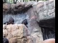 chimpanzee mother beats her kid for throwing rocks at people