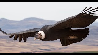 Sky performance of the sacred bird of the Incas - Cruz del Condor - Colca Canyon - Peru